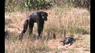 Chimpanzee mother learns about her dead infant [upl. by Adamik468]