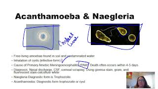 Acanthamoeba and Naegleria [upl. by Aihsenor]