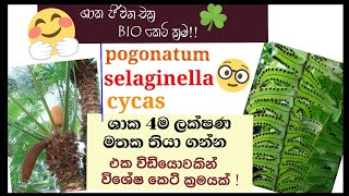 Biology  Life cycle of Cycas Nephrolepis pogonatum selaginella  plant Reproduction [upl. by Leoine]