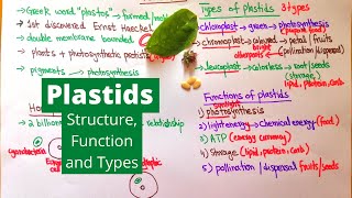 Plastids  Types Functions and Structure  Examples from Daily Life [upl. by Ollehcram482]