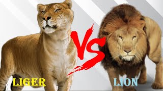 Liger VS Lion  Barbary Lion VS Liger Who Will Win [upl. by Doersten]