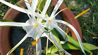 White lilyspider lilyHymenocallis Littoralis Plant care tipspropagation [upl. by Gunner]