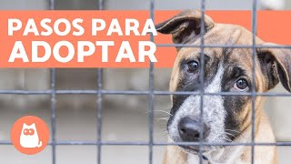 ¿Dónde y Cómo Adoptar a un Perro  Requisitos y Recomendaciones [upl. by Saudra]