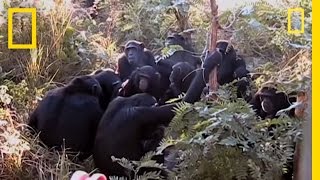 Chimps quotMournquot Nineyearolds Death  National Geographic [upl. by Tolkan703]