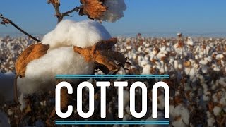 Cotton  How To Make Everything Suit 210 [upl. by Eniamert37]