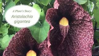 A Plants Story Aristolochia gigantea [upl. by Ruomyes708]