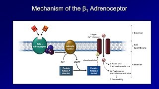 Antiarrhythmics Lesson 3  Beta Blockers [upl. by Aynotahs]