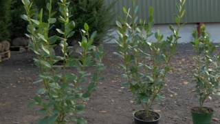 All you need to know about Griselinia littoralis hedging plants  Hopes Grove Nurseries [upl. by Hewie]