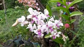 How To Prepare Rice Water as Orchid Fertilizer [upl. by Peisch]