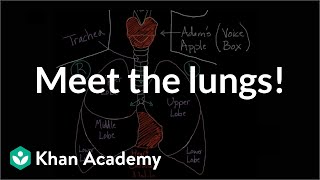 Inhaling and Exhaling  How breathing works [upl. by Celio]