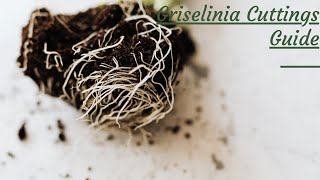 How to take Griselinia cuttings [upl. by Ariayek362]