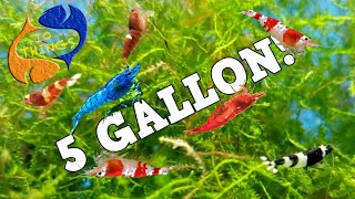 10 BEST FISH For 5 Gallon AQUARIUM [upl. by Annoled]