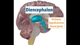 Diencephalon THALAMUS HYPOTHALAMUS PINEAL GLAND [upl. by Nolyad712]