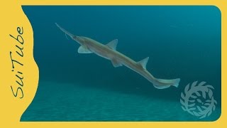 Japanese Sawshark [upl. by Akenihs]