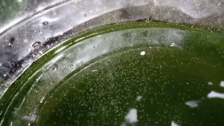 DAPHNIA MOINA CULTURE IN A SMALL BUCKET [upl. by Arateehc457]