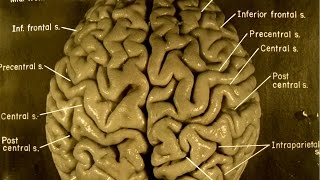 Take A Guided Tour Of Einsteins Brain [upl. by Alda]