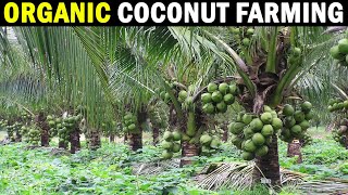 Organic Coconut Farming  CPCRI Kasragode Kerala  Organic Coconut Cultivation [upl. by Mohl]