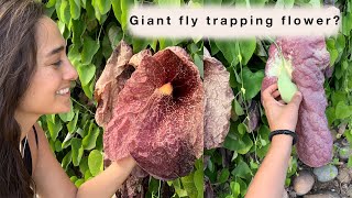 Plant Talk  Aristolochia gigantea Brasiliensis Pelican Flower  Sara Bendrick [upl. by Thacher]