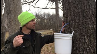 Black Walnut Syrup Part 1 Tapping the Trees [upl. by Margaretta]