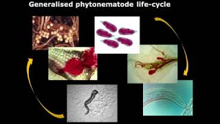 Biological control of nematodes [upl. by Regni82]