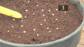 How To Plant Seeds In Pots  Gardening Ideas Tips amp Advice  Homebase [upl. by Etienne]