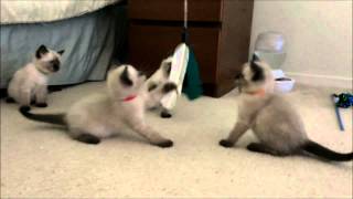 Squeezable Siamese kittens 6 weeks [upl. by Munson]