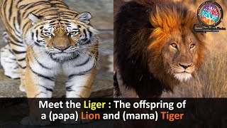 All Facts About Ligers And Tigons [upl. by Atinehc]