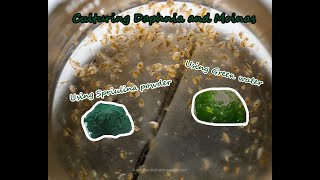 How To Culture Daphnia and Moinas using Green Water Spirulina powder [upl. by Redwine]