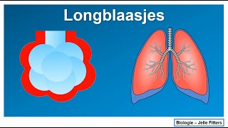 Ademhaling  Longblaasjes [upl. by Corson72]