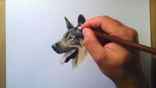 German shepherd drawing  disegnare un pastore tedesco [upl. by Odnala]