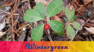 Wintergreen Gaultheria procumbens Basic Identification and Edible Parts [upl. by Zaller]