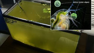 Raising Daphnia for the Freshwater Aquarium [upl. by Jenkins]