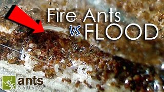 Fire Ants vs Flood  What Happens to Ants When It Rains [upl. by Ewer]