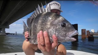 Sheepshead Fishing Tutorial  How to Catch Sheepshead Tips Full Seminar [upl. by Goren695]