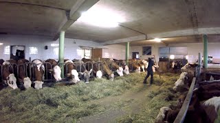 Feeding the Cows  Barn Work on a Small Dairy Farm [upl. by Novyat]