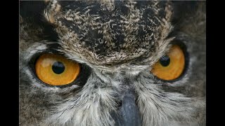 The Great Horned Owl Calls [upl. by Aeriell]