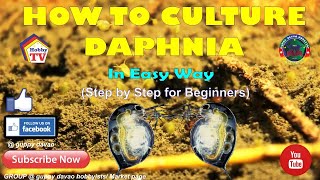 HOW TO CULTURE DAPHNIA In Easy Way [upl. by Celtic909]