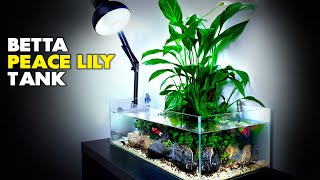 Aquascape Tutorial Peace Lily Betta Fish Aquarium How To Step By Step Planted Tank Guide [upl. by Coheman]