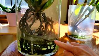 Water culture growing method for orchidsthe basics [upl. by Suoivatram]