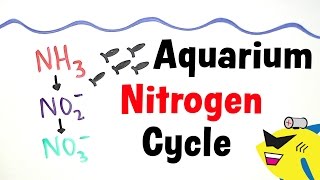 The Aquarium Nitrogen Cycle [upl. by Tsirhc]