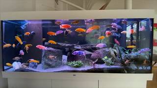 Malawi cichlid tank  Buntbarsch Aquarium [upl. by Retsev]